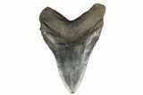 Fossil Megalodon Tooth - Huge Meg Tooth #182964-2